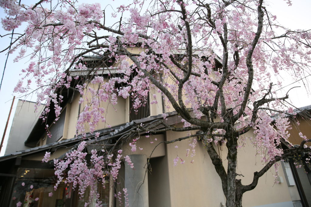 店舗まえの枝垂桜